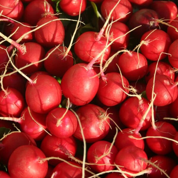 Rotkvica Selena F1  5000s