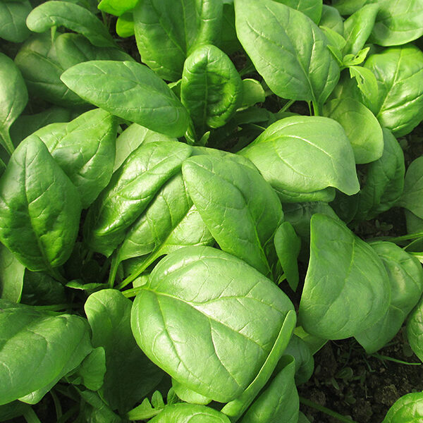 Spanac Solomon F1 100 000s