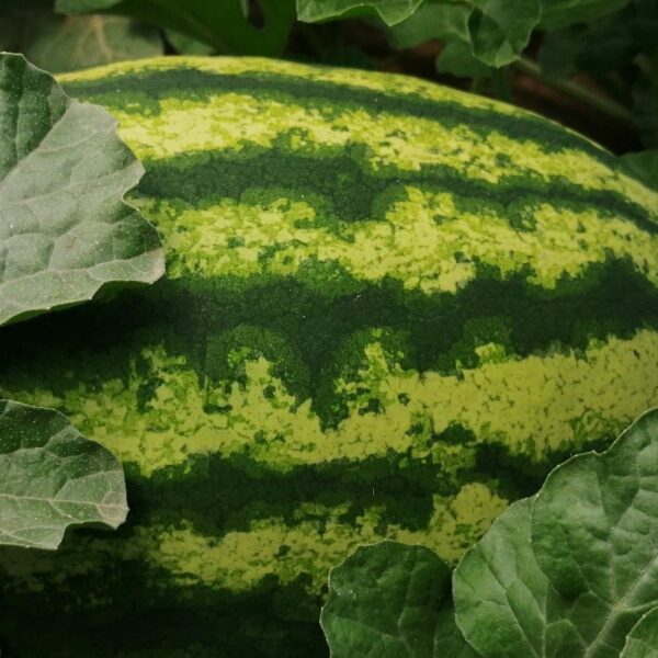 Lubenica Tombola 500s rana