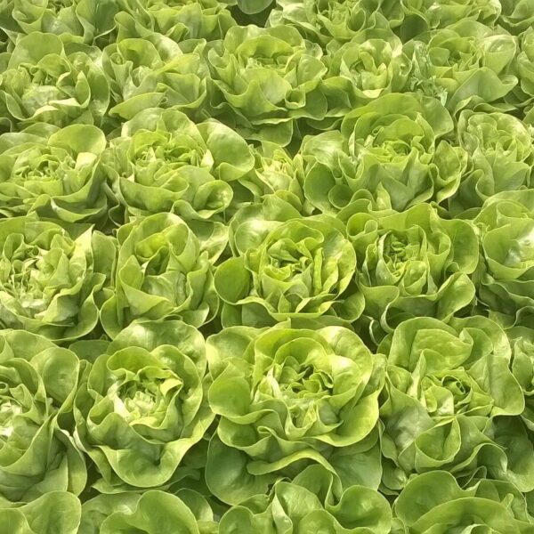 Salata_Galactic_5000s_zimska