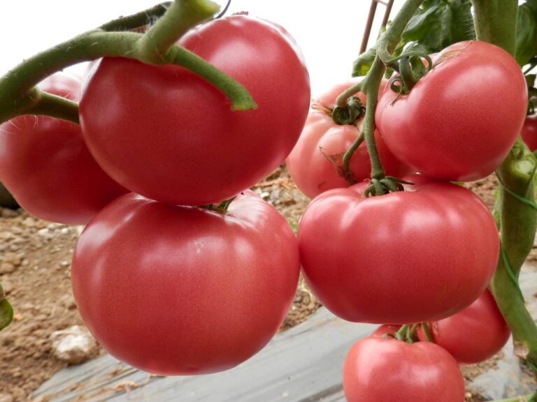 Paradajz_Pink heart_F1_100s