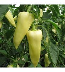 Paprika_Estilla_F1_500s