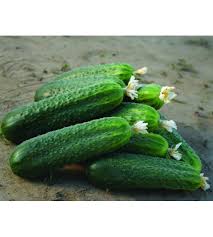 Kornison_Kybria_RZ_1000s