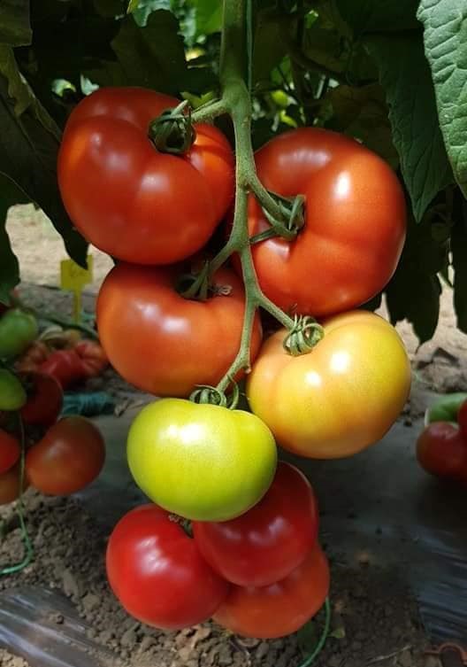 Paradajz_Melisande_500s