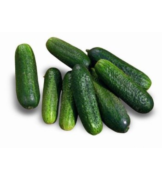 Kornison_Monolit_1000s