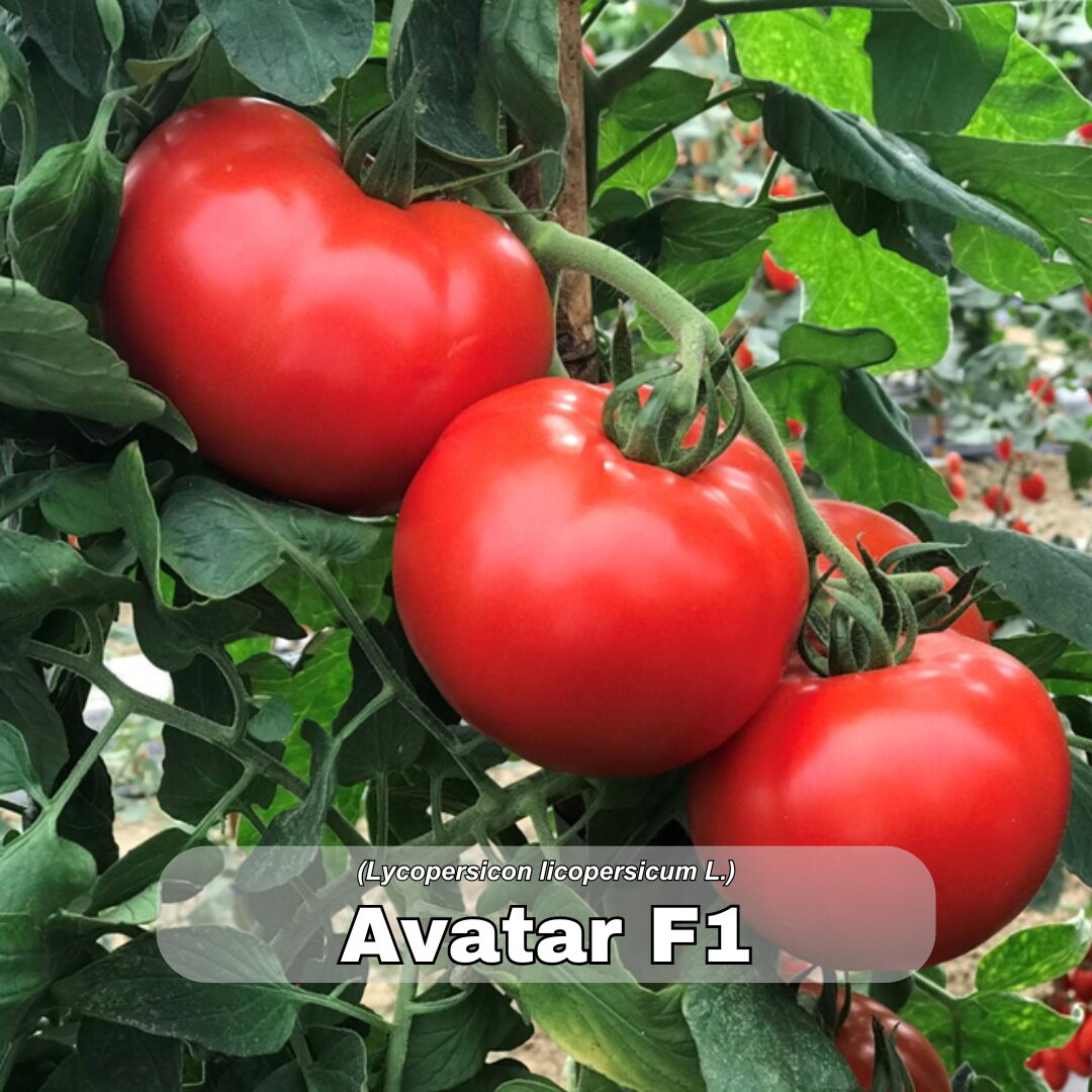 Paradajz_Avatar_F1_100s