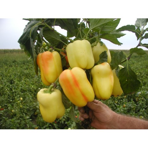 Paprika_Palanacka_babura_10g