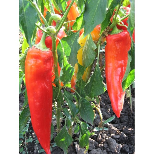 Paprika_Palanacka_kapija_10g