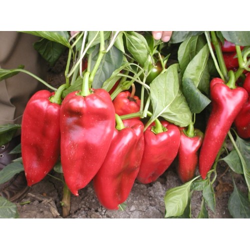 Paprika_Palanacko_cudo_20g