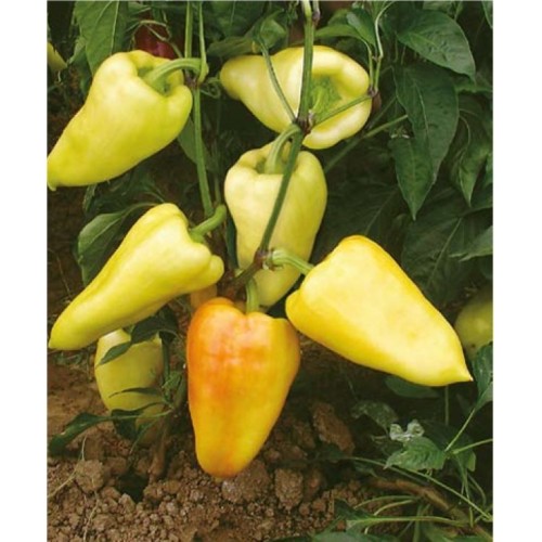 Paprika_Somborka_10g